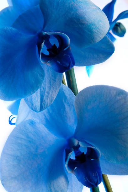 istock Blue orchid flowers 676284760