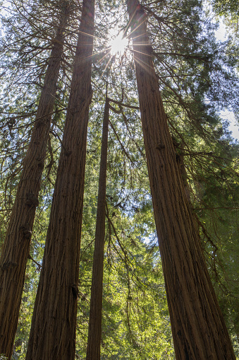 Muir Woods National Monument, Marin County, California, USA
