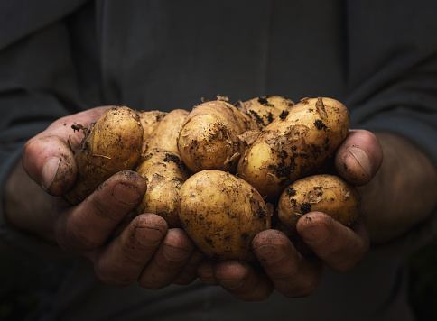 Close up of cupped male hands holding pile of potatoes with copy space