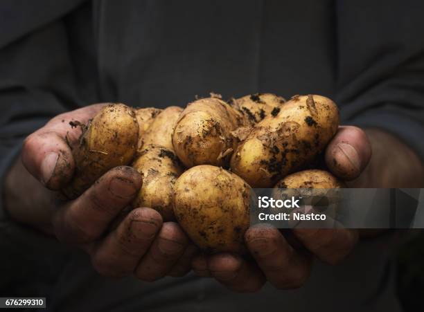 Potatoes In Hands Stock Photo - Download Image Now - Raw Potato, Dirt, Agricultural Field