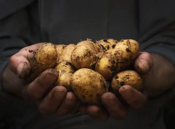Close up of cupped male hands holding pile of potatoes with copy space