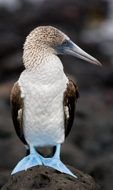 istock Blue-footed boobies sitting on the rocks. 676313288