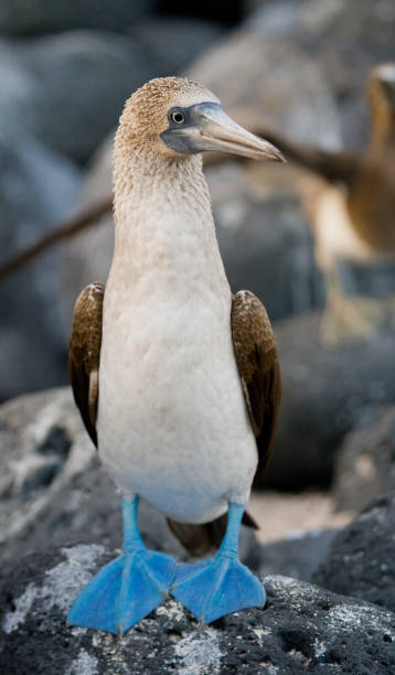 istock Blue-footed boobies sitting on the rocks. 676313326