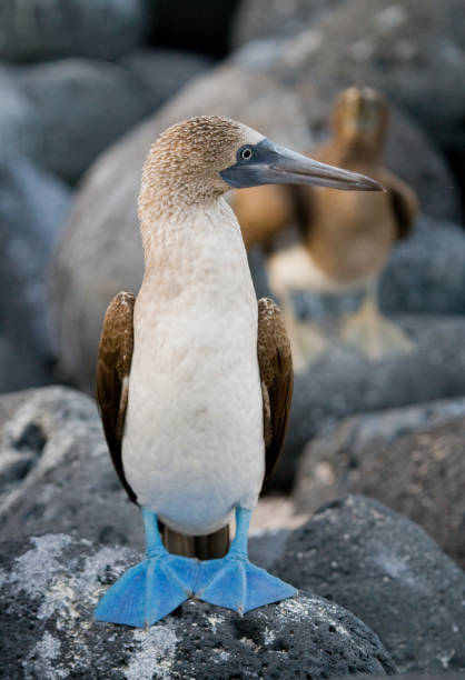 istock Blue-footed boobies sitting on the rocks. 676313342