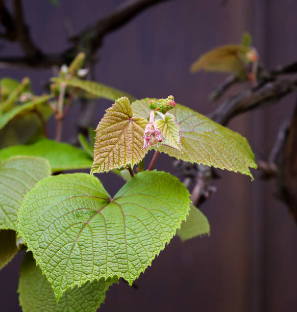 Boston ivy (Parthenocissus tricuspidata) young vine leaves - fotografia de stock