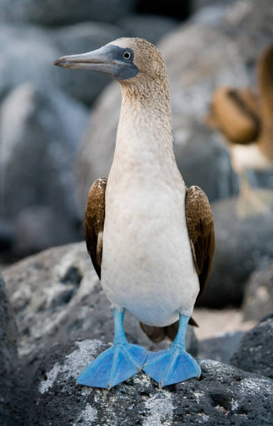 istock Blue-footed boobies sitting on the rocks. 676323634