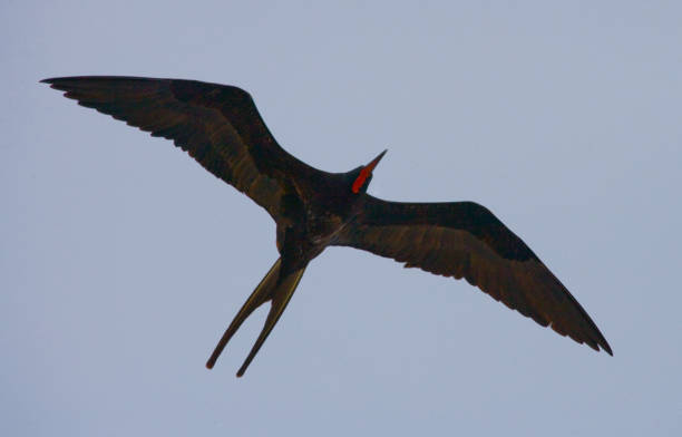 istock Red-bellied frigate in flight. 676325730