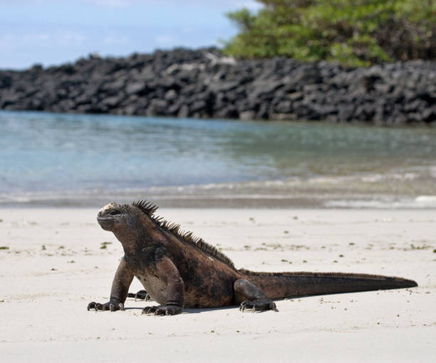 la iguana marina sentados en la arena blanca. - marine iguana fotografías e imágenes de stock