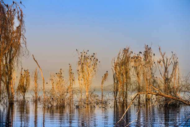 amanhecer no lago - рассвет - fotografias e filmes do acervo