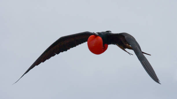 istock Red-bellied frigate in flight. 676327376