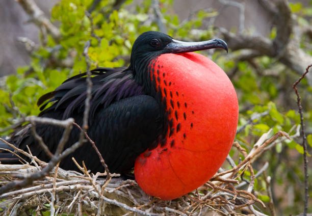 Portrait of Red-bellied frigate. Portrait of Red-bellied frigate. The Galapagos Islands. Birds. Ecuador. An excellent illustration. frigate stock pictures, royalty-free photos & images