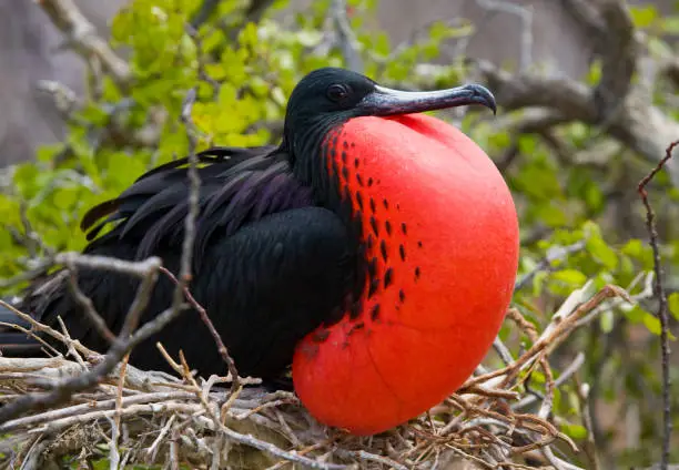 Photo of Portrait of Red-bellied frigate.