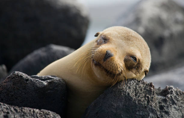 istock Portrait of a sea lion. 676328058