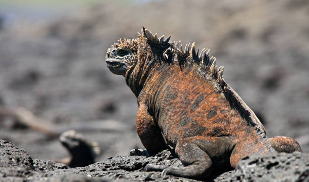 istock The marine iguana sitting on the rocks. 676328324