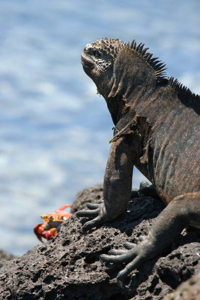istock The marine iguana sitting on the rocks. 676330502