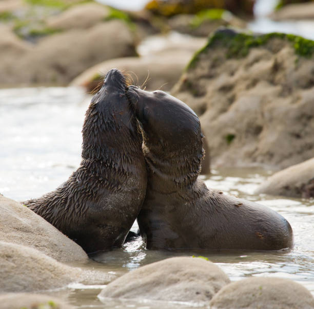 istock Two sea lions lying on the sand. 676336154