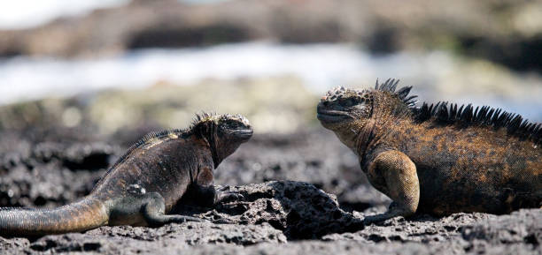 istock Marine iguanas are sitting on rocks. 676337634
