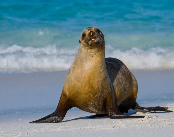 istock Sea lion sitting on the sand. 676338390