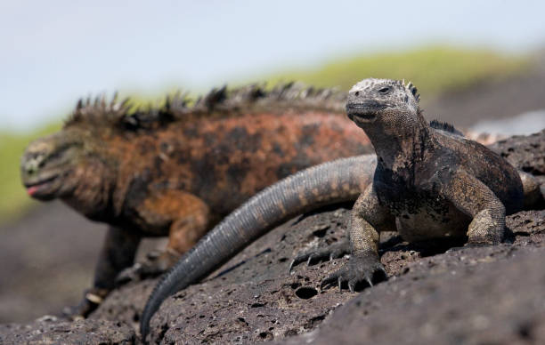 istock Marine iguanas are sitting on rocks. 676339838