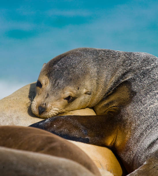 istock Sea lion sitting on the sand. 676339950
