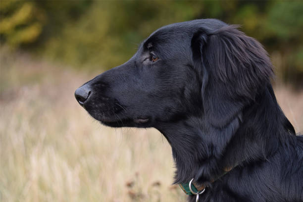 czarny płaski powlekany retriever pies portret - flatcoat zdjęcia i obrazy z banku zdjęć