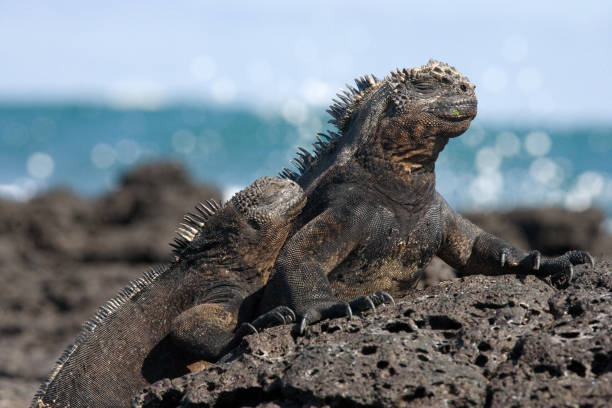 istock Marine iguanas are sitting on rocks. 676341086