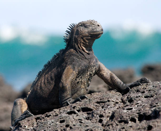istock The marine iguana sitting on the rocks. 676341098