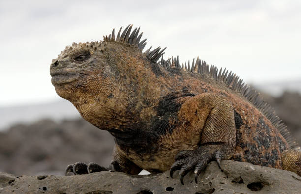 istock The marine iguana sitting on the rocks. 676341236