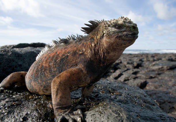 istock The marine iguana sitting on the rocks. 676342010
