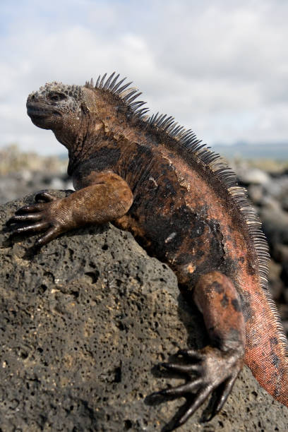 istock The marine iguana sitting on the rocks. 676342024