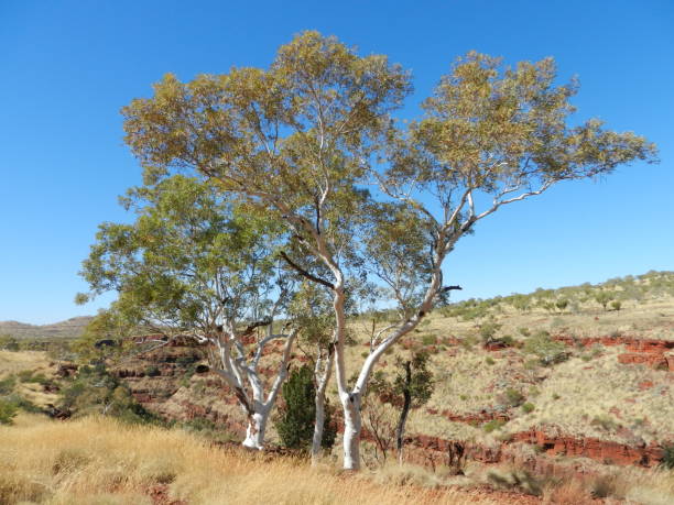 istock Karijini National Park, The Pilbara, Western Australia 676351288