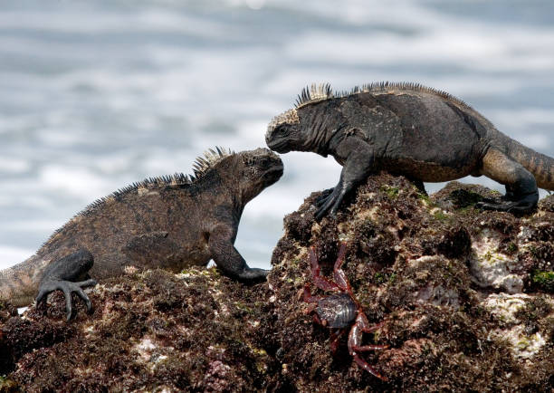 istock Marine iguanas are sitting on rocks. 676351484