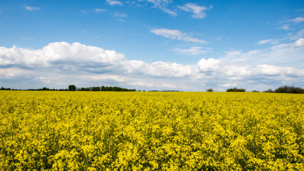 istock Summer Landscape with rapeseed Field and Clouds 676352306