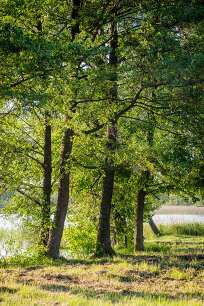 istock summer forest trees. nature green wood sunlight backgrounds 676352894