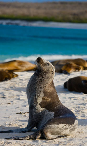 istock Sea lion sitting on the sand. 676355552
