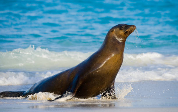 istock Sea lion sitting on the sand. 676355910