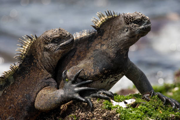 istock Marine iguanas are sitting on rocks. 676357002