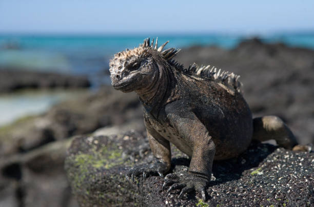 istock The marine iguana sitting on the rocks. 676357094