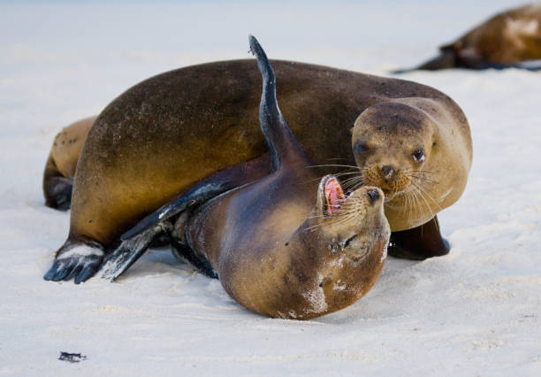 istock Two sea lions playing with each other. 676358622