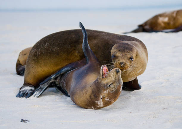 istock Two sea lions playing with each other. 676359148