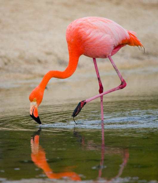 istock Caribbean flamingos standing in the lagoon. 676366304