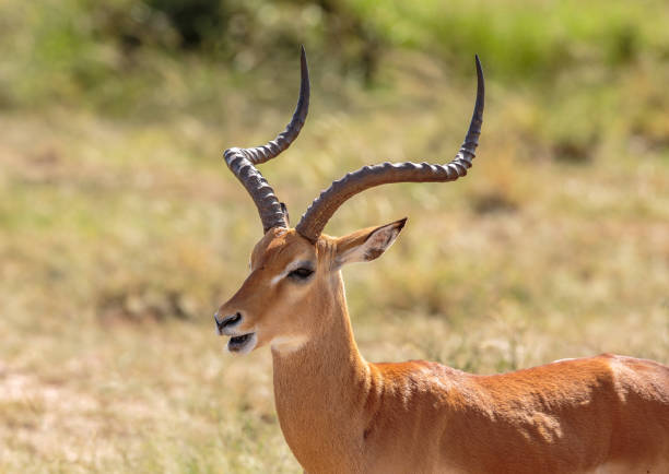 istock Portrait of an Impala stag 676366688