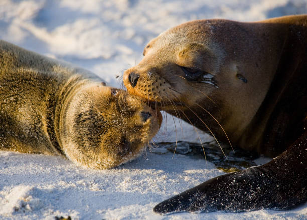 istock Two sea lions lying on the sand. 676366800