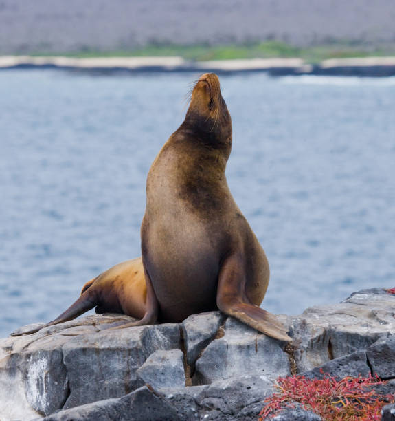istock Sea Lion on the rocks. 676367190