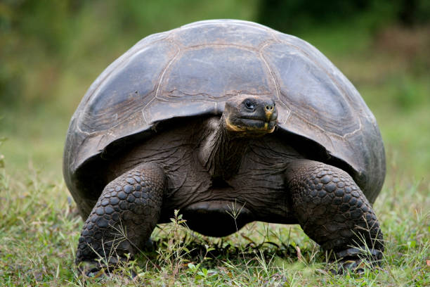 istock The giant turtle in the grass. 676368382