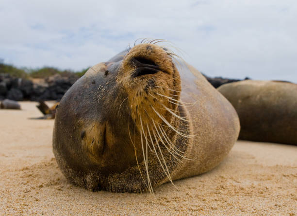 istock Portrait of a sea lion. 676377132