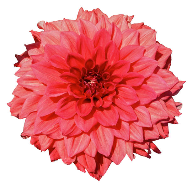 istock Red dahlia. Isolated on a white background 676379922