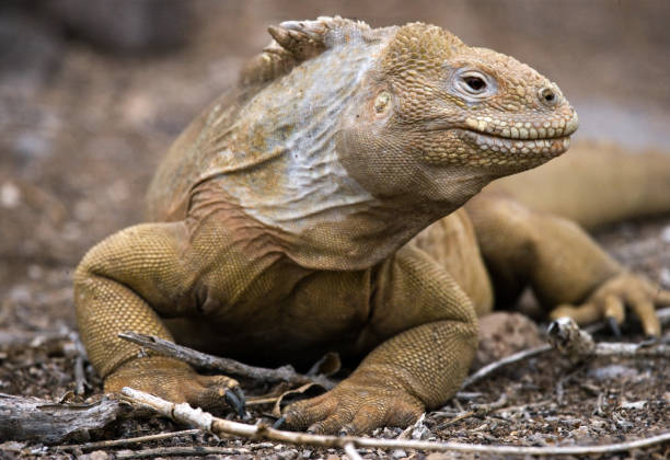 istock The land iguana sitting on the rocks. 676380208