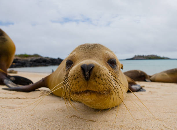 istock Portrait of a sea lion. 676380986