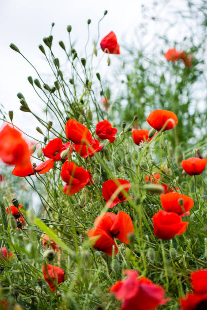 istock red poppy flowers and blossoms in spring 676381186